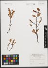 Foto von Salix waldsteiniana Willd.